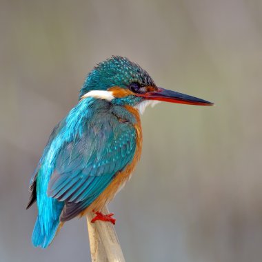 Kingfisher (Alcedo burada)