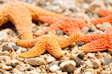 Sahilde denizyıldızı