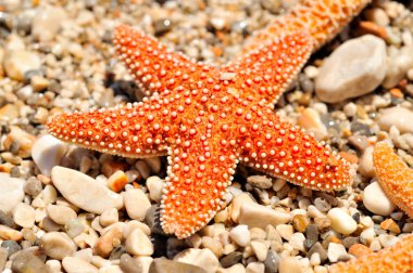 Sahilde denizyıldızı