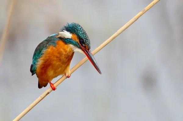Kingfisher (alcedo at this ) — стоковое фото