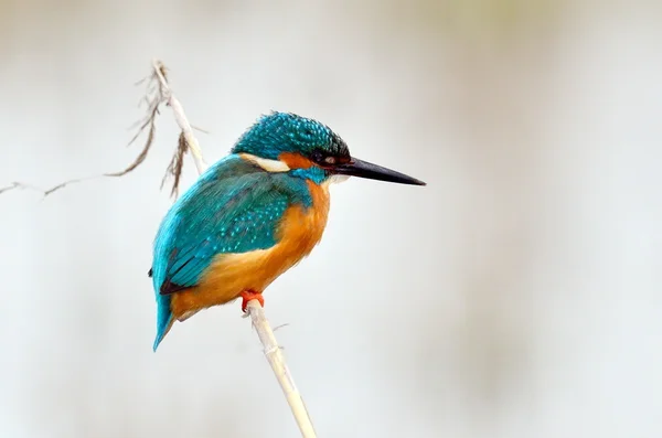 Kingfisher (Αλσέδο σε αυτό) — Φωτογραφία Αρχείου