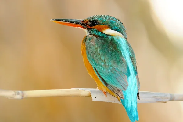 Kingfisher (alcedo at this ) — стоковое фото