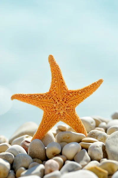 stock image Starfish on the beach