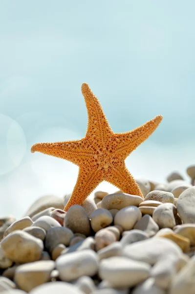 stock image Starfish on the beach