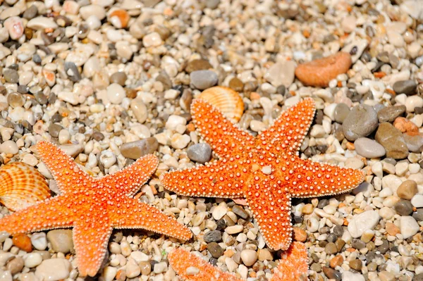 stock image Starfish on the beach