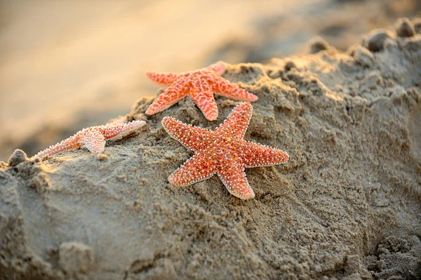 Starfish on wet sand — Stock Photo, Image
