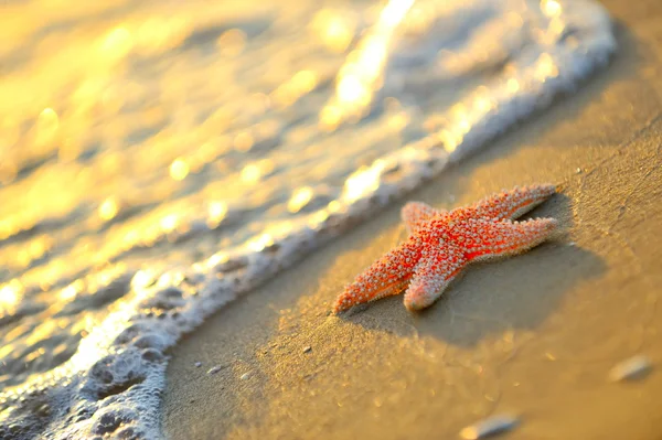 Kıyıda denizyıldızı — Stok fotoğraf