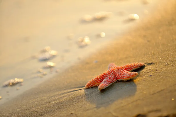 Rozgwiazdy na brzegu — Zdjęcie stockowe