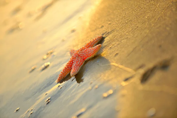 Rozgwiazdy na brzegu — Zdjęcie stockowe
