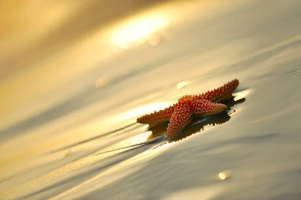 Étoile de mer sur le rivage — Photo