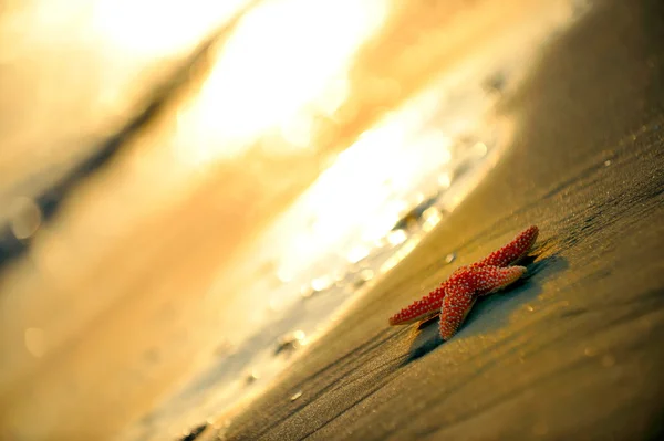 Starfish na costa — Fotografia de Stock