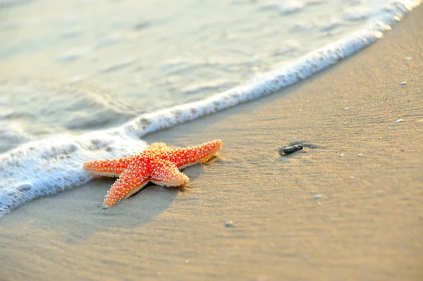 Starfish on the shore — Stock Photo, Image