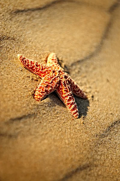 沙中的海星 — 图库照片