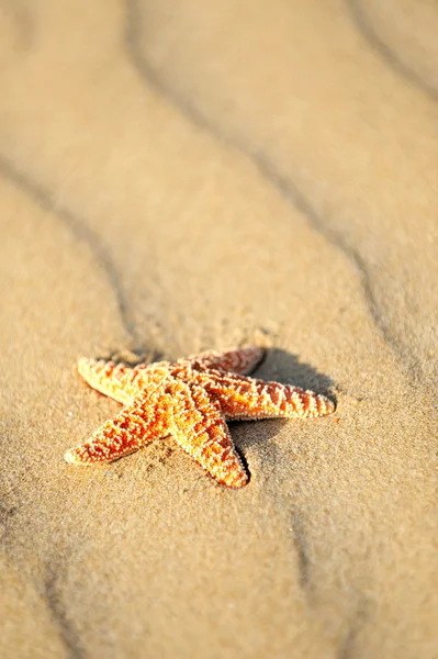 Starfish in the sand — Stock Photo, Image