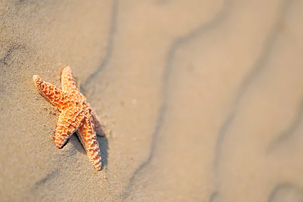 Seestern im Sand — Stockfoto