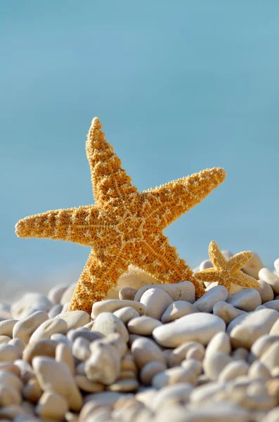 Seestern am Strand — Stockfoto