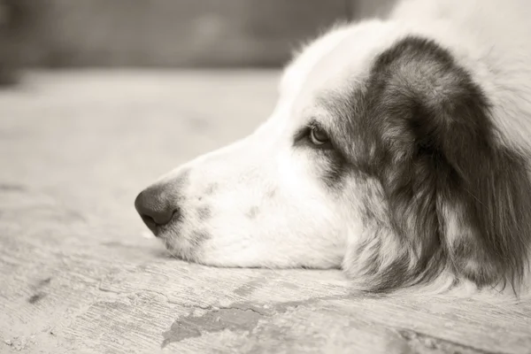 Stock image Sad dog