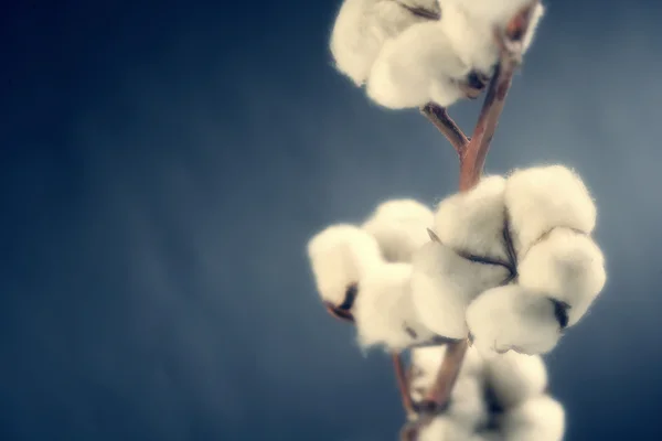 stock image Cotton