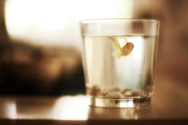 Goldfish in glass — Stock Photo, Image