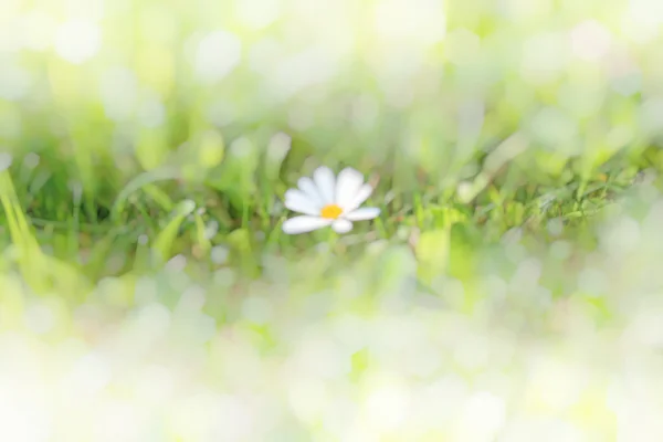 Krásný daisy na louce — Stock fotografie