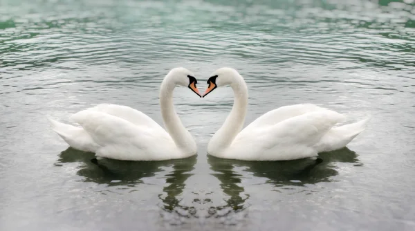 Два лебеді в любові — стокове фото