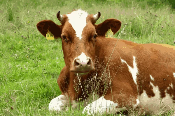 在绿色草地上休息着的牛 — 图库照片