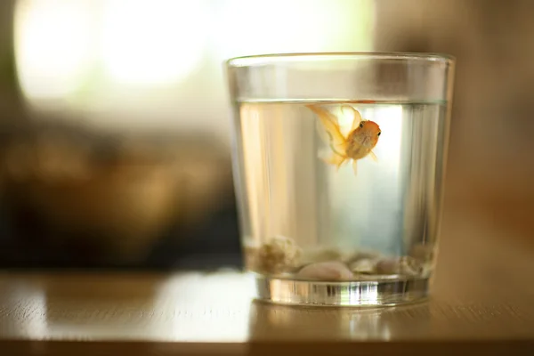 stock image Goldfish in glass