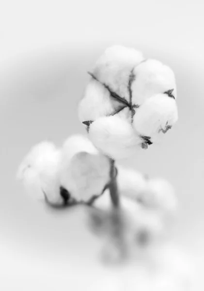 stock image Cotton