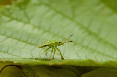 Homoptera