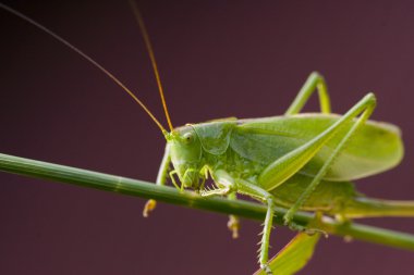 Green bush cricket clipart