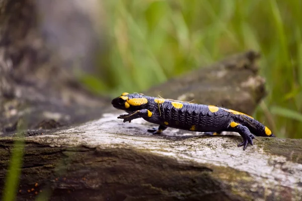 Stock image European fire salamander