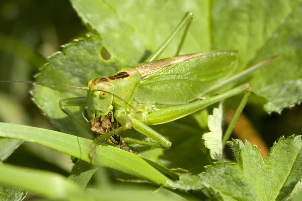 Stock image Green bush cricket