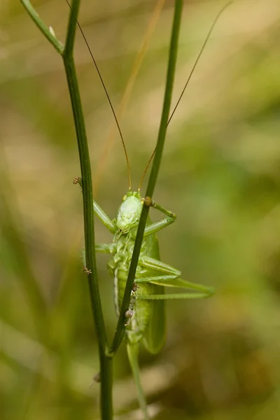 stock image Green bush cricket