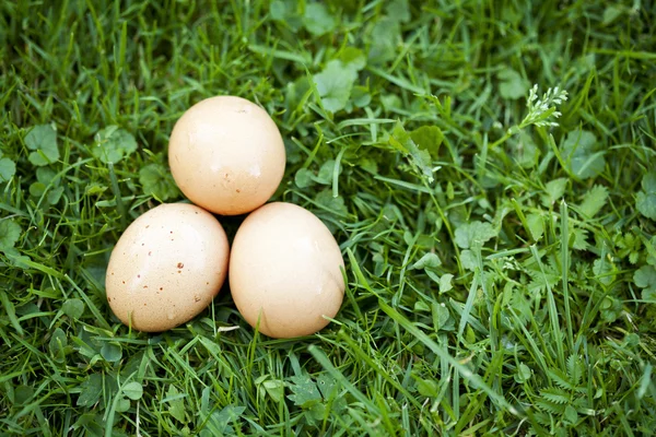 stock image Fresg eggs