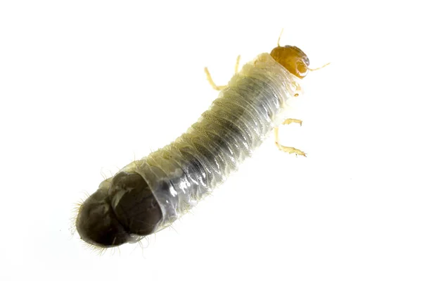 Junho Larvas de insetos — Fotografia de Stock