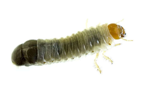 stock image June Bug larvae