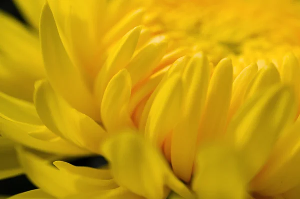 stock image Yellow chrysanthemum