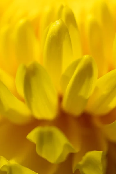 stock image Yellow chrysanthemum