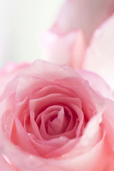 Roses roses — Photo