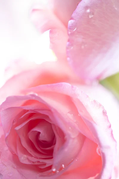 Pink Roses — Stock Photo, Image