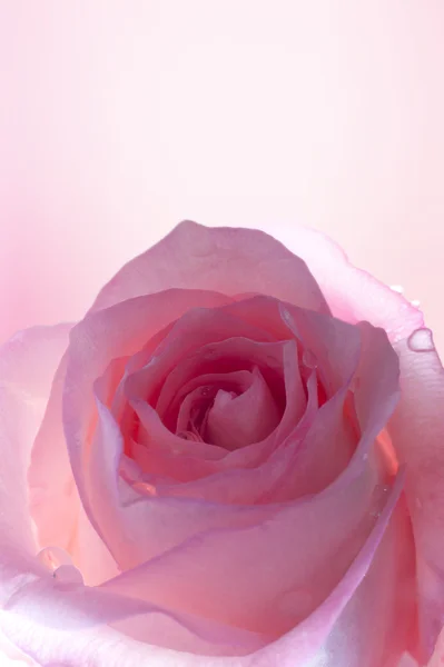 Pink Rose Stock Image