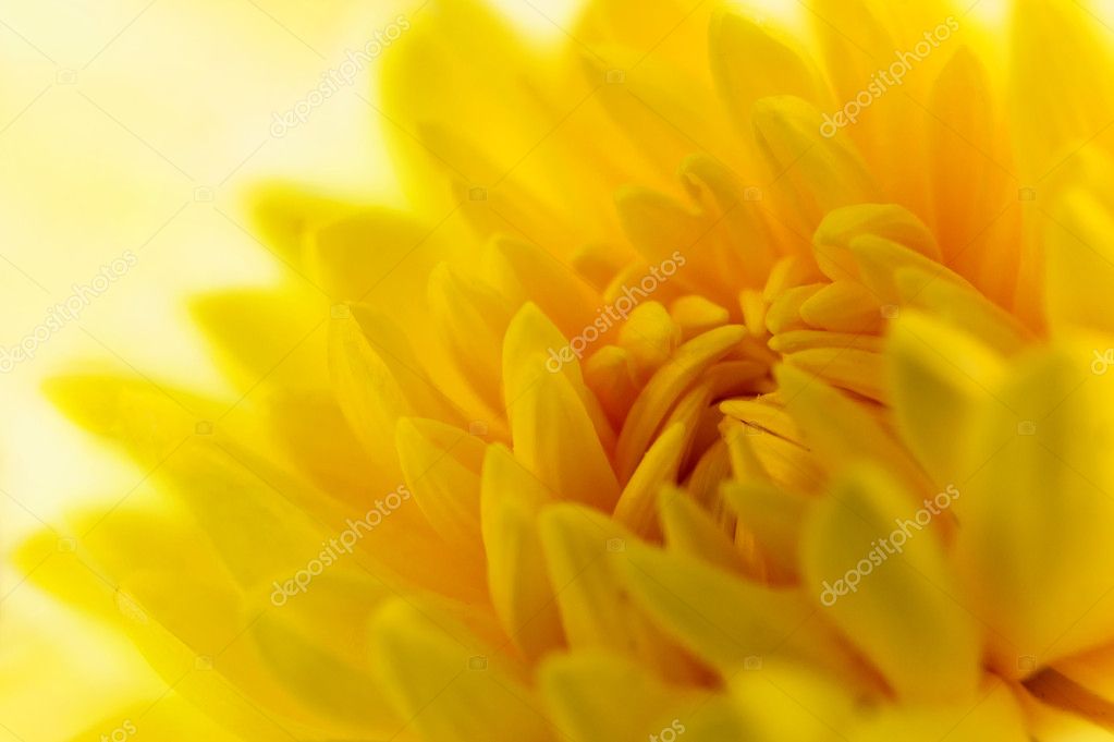 Chrysanthème jaune images libres de droit, photos de Chrysanthème jaune |  Depositphotos