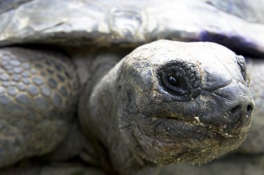 Aldabra dev kaplumbağası.