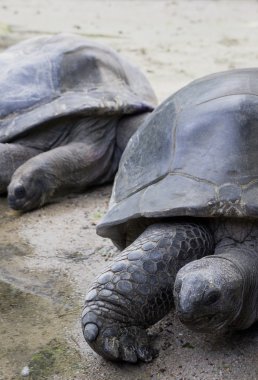 Aldabra dev kaplumbağası.