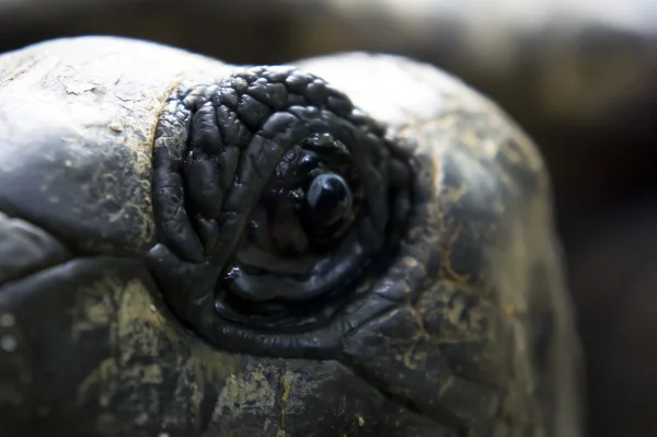 Aldabra dev kaplumbağası. — Stok fotoğraf