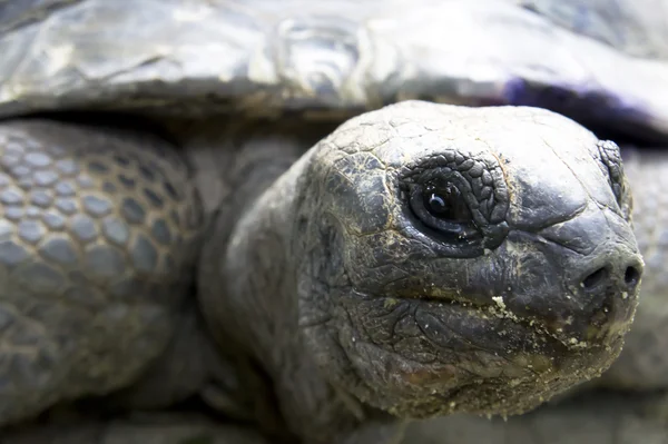 Aldabra dev kaplumbağası. — Stok fotoğraf