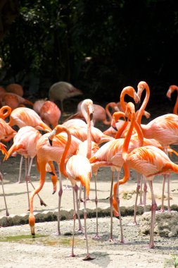 Karayip flamingo