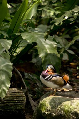 Mandarin duck clipart