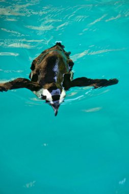 Penguin swimming clipart