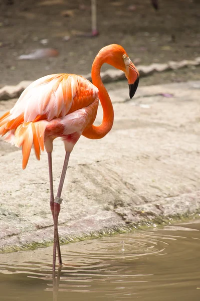 Karayip flamingo